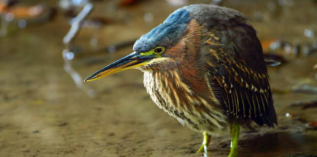 9:30 AM: Natural World | BBC Two | 1/24 2026