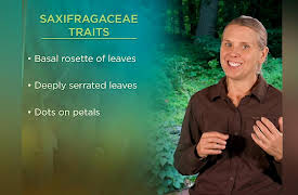 The Botanist's Eye: Identifying the Plants around You: Eudicots: Crassula, Euphorbs, and Willows