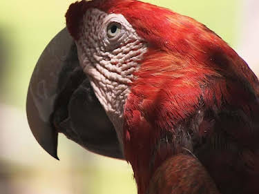 10:50: Das Waisenhaus für wilde Tiere | SWR Fernsehen RP | 6/17 2026