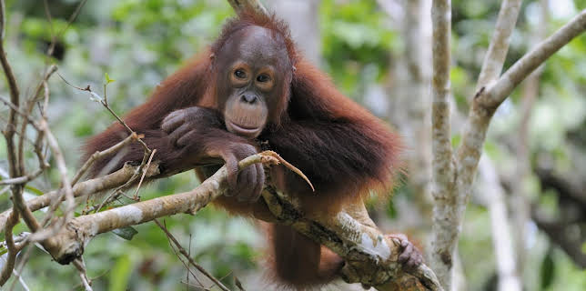 05:50: Giraffe, Erdmännchen & Co. | HR Fernsehen | 12/15 2025