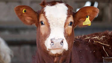 9:15 AM: Farm 999 (S1) | BBC One Wales | 4/3 2026