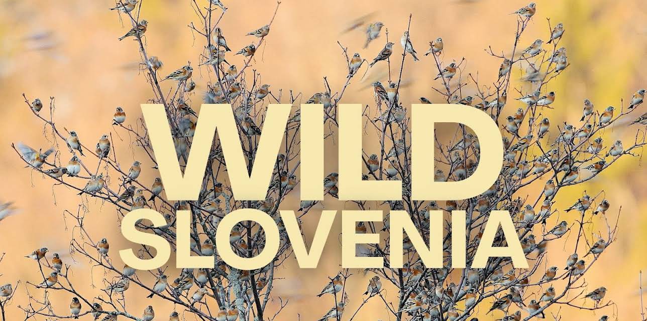 Wild Slovenia (2021)