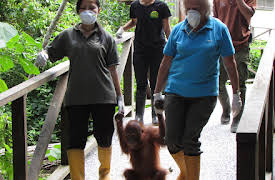 Meet The Orangutans: Episode 5