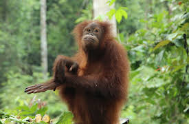 Meet The Orangutans: Episode 4