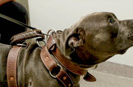 My Pet Ate What!?: Rebel Without a Gauze