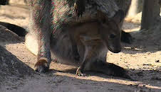 Panda, Gorilla & Co. (54)