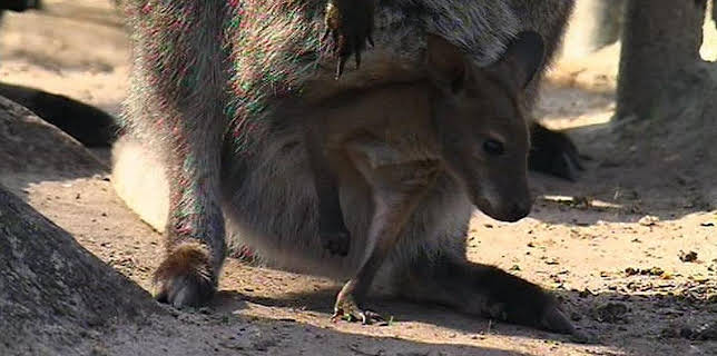 17:05: Panda, Gorilla & Co. (54) | RBB Fernsehen | 1/21 2026