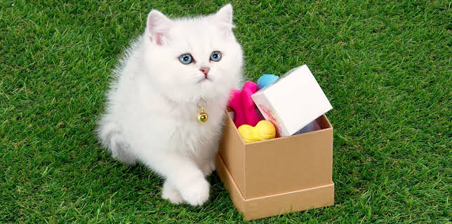 17:20: Rosin og Bolle: Trøstepakke | NRK Super | 12/19 2025