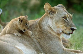 Big Cats, Small World, Season 1: Outlanders