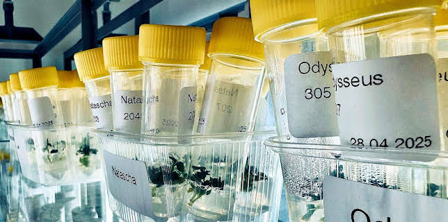 18:15: Die Nordreportage: Kartoffeln - die perfekte Knolle | NDR Fernsehen | 11/4 2025