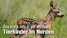 Das erste Jahr in der Wildnis