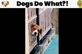 Animals Doing Things: Animals Doing Things | Dogs Do What?!