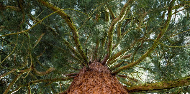 10:00: Schnittgut. Alles aus dem Garten | ARD Alpha | 2/24 2026