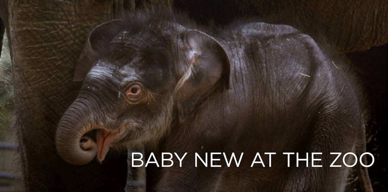 Baby New at the Zoo (2007)