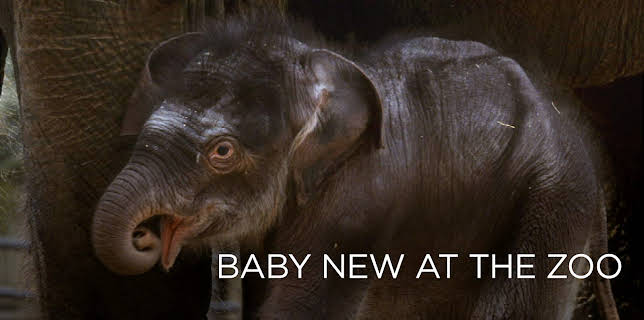 Baby New at the Zoo (2007)