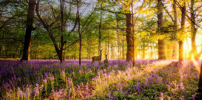 6:00 PM: Love Nature (S1 E6) (S1) | Channel 5 | 2/9 2026