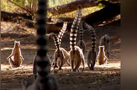 Lemur Street: Lost Souls