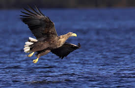 Living River: Through the Delta to the Sea