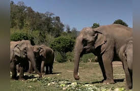 The Uplift: Season 2022: The Uplift: Elephants, dogs, robot spiders