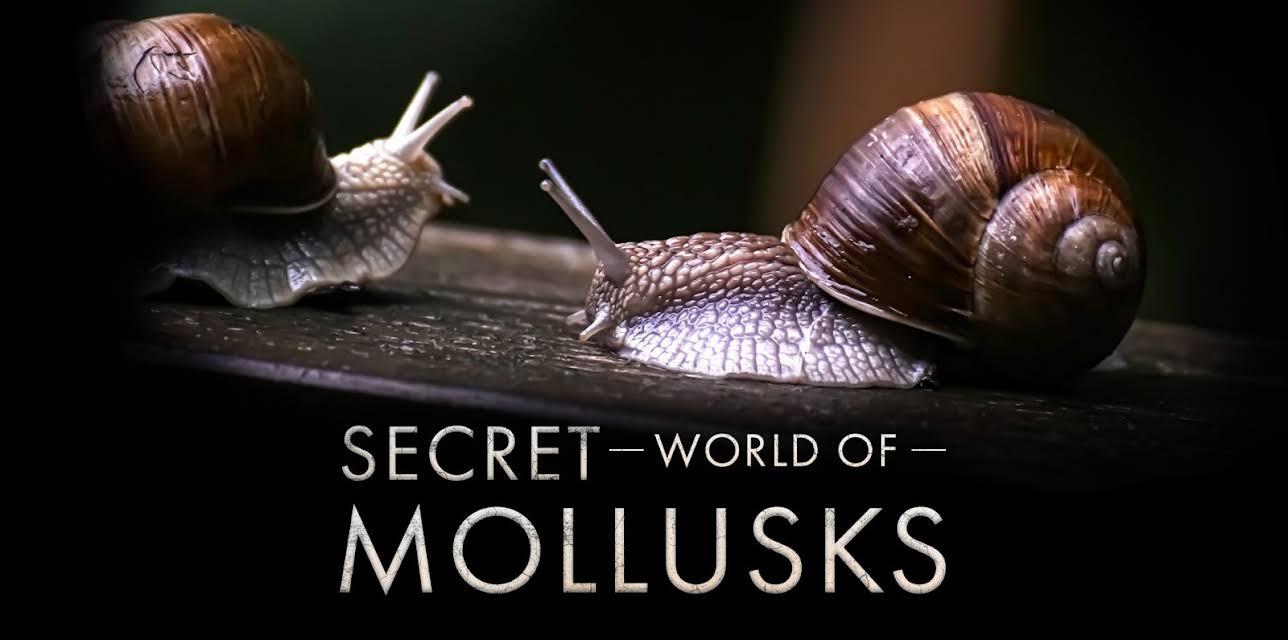 Secret World of Mollusks (2026)