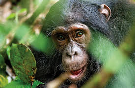 Introduction to Cognitive Science: The Animal Mind