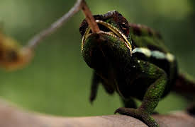 Animal Instincts: Designed to Hunt