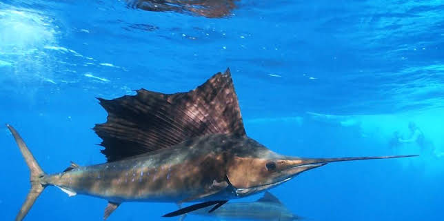 10:00 AM: DIY Deadly with Steve Backshall (S1) | CBBC | 11/14 2025