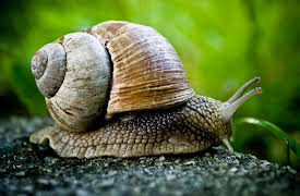 A New History of Life: Permian Extinction - Life's Worst Catastrophe