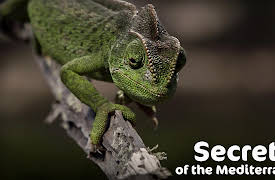 Secrets of the Mediterranean: Of Barbary Apes and Fire Fish