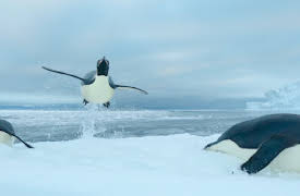 Våra hav: Antarktiska oceanen