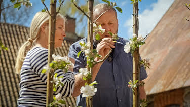 08:30: Hygge i hagen: Eple på espalier | NRK 1 | 4/2 2026