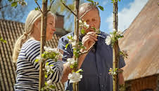 Hygge i hagen: Eple på espalier