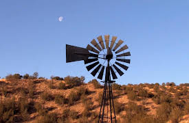 Predator Nation: New Mexico Grey Fox