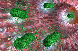 Gut Health Explained: The Microbiome and Gastrointestinal Disease