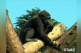 The Zoo: Ep 106 - Episode 106