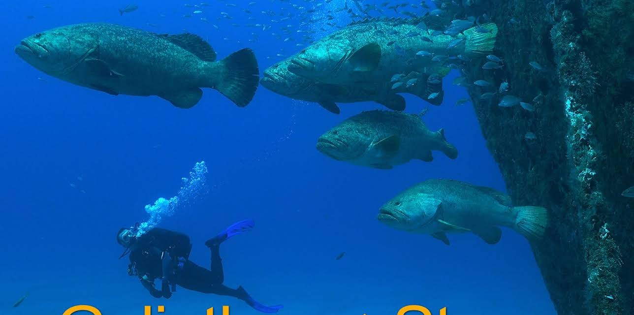 Goliaths in the Stream (2020)