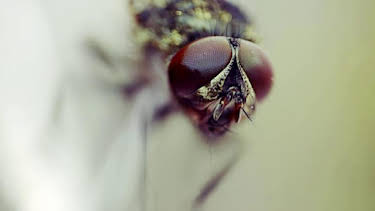 9:30 AM: How Do Animals Do That? (S1) | Discovery Channel | 4/11 2026