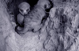 Meerkat Manor The Next Generation: Home Alone