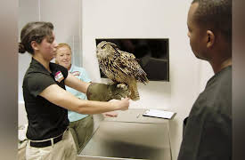 The Vet Life Season 1: Hope for Hoppy