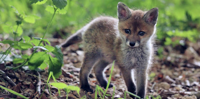 03:00: Wilde Berliner | RBB Fernsehen | 2/23 2026