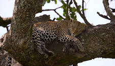 Afrikas Ikonen der Tierwelt (1/3)