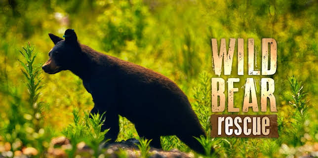 Wild Bear Rescue