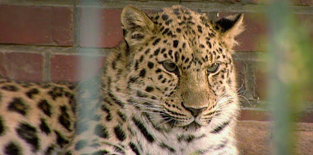 14:25: Elefant, Tiger & Co. (203) | MDR Fernsehen | 11/26 2025