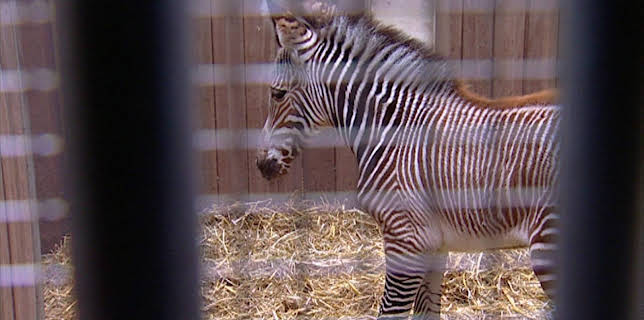 10:35: Elefant, Tiger & Co. | MDR Fernsehen | 1/27 2026