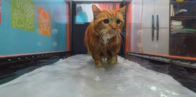 16:00: My Cat From Hell (S9 E10) (S9) | Animal Planet | 12/11 2025