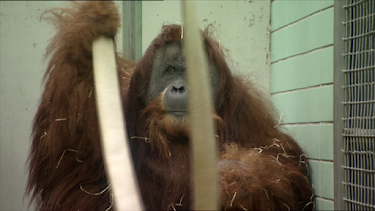 08:50: Eisbär, Affe & Co. (58) | HR Fernsehen | 4/24 2026