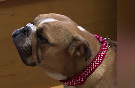 The Yorkshire Vet: Episode 5