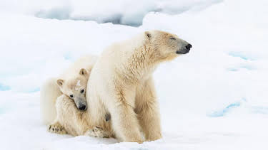 5:35 PM: Frozen Planet II | BBC One Cambridgeshire | 1/11 2026