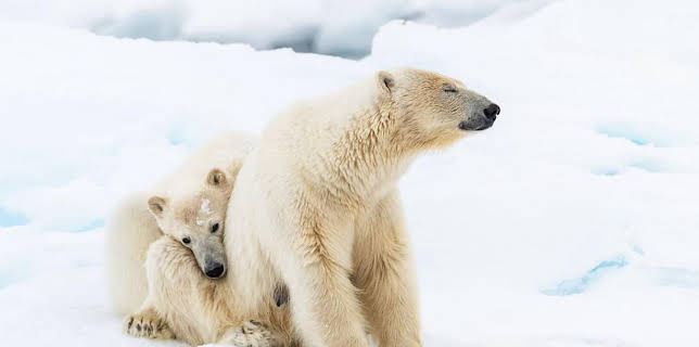 4:35 PM: Frozen Planet II | BBC One | 1/11 2026