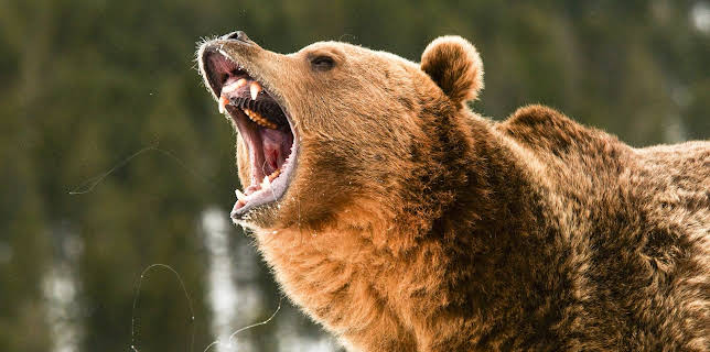 04:30: I Was Prey (S2 E1) (S2) | Animal Planet | 12/10 2025